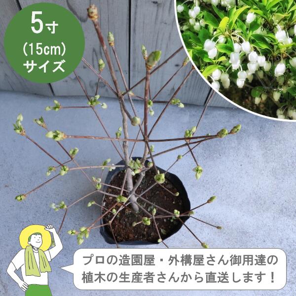 ［生み出すこと者直送］ドウダンツツジ（燈台躑躅）  樹高約40糎 15糎ポット 落葉かん木生け垣 槭樹 ［IO］