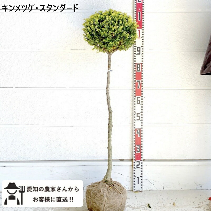 キンメツゲ スタンダード　仕立て　樹高約1ｍ　送料無料　庭木　苗木　シンボルツリー　 鉢植え　人気　常緑低木［t］和風 ユーモア 玉 金芽柘植｜ソラニワ