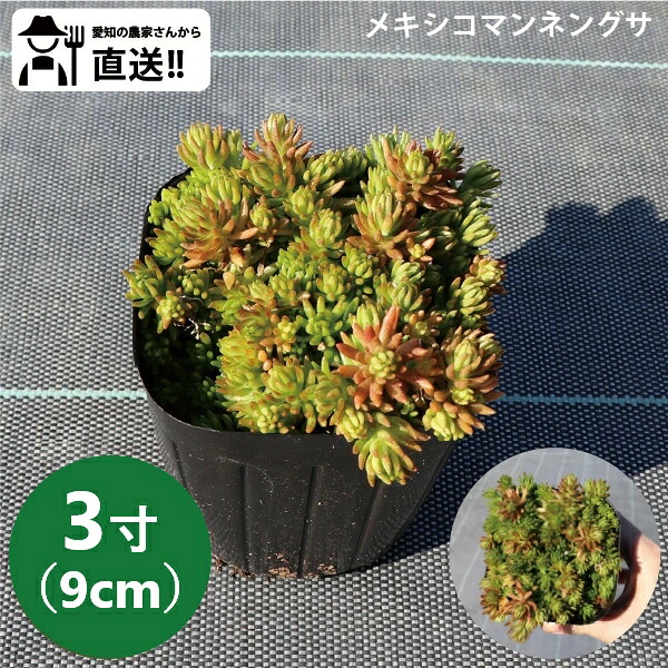 メキシコマンネングサ セダム メキシコ万年草 10～40個セット3号9cmポット グランドカバー 多肉植物 ［IO］｜ソラニワ