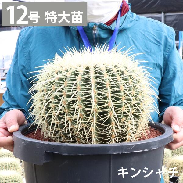 楽天市場】王冠竜 オウカンリュウ サボテン フェロカクタス 8号鉢 1鉢