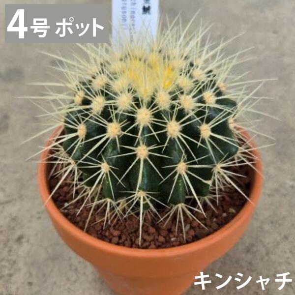 圧倒的人気 本日発送 M7EWKOQ7V9S [M7EWKOQ7V9S]