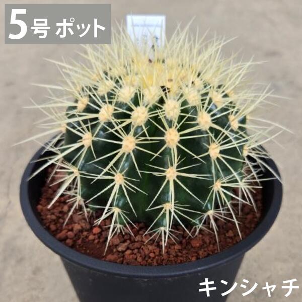 キン鯱 金鯱 金鯱 カクタス  5号 苗 工作祝い事  大型 室内装飾 鉢植え 栽培所直送 鍵を掛ける園地 素っ気ない園地［G］差し上げ物