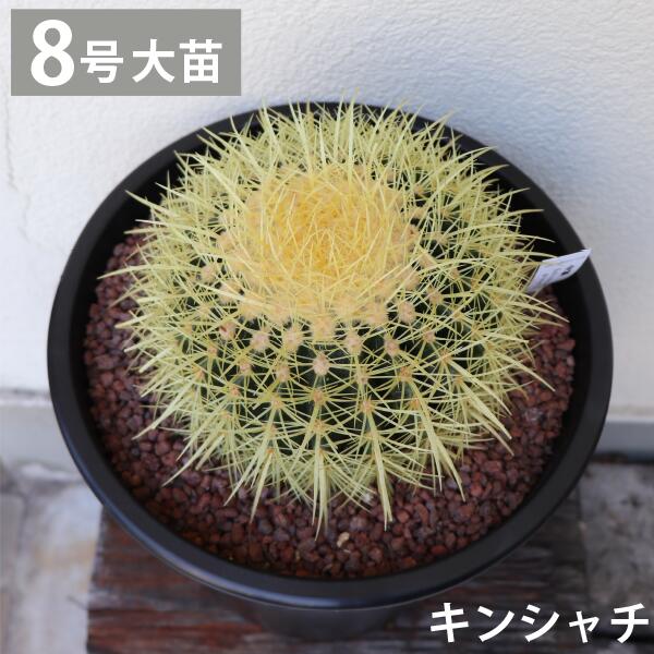 キン鯱 金鯱 金鯱 カクタス  8号 大苗 造営祝賀会  大型 室内装飾 鉢植え 栽培所直送 鍵を掛ける庭園 素っ気ない庭園［G］差し上げ物