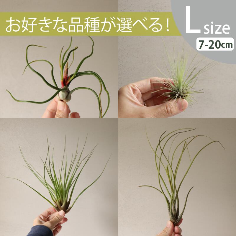 着生植物 チランジア L大きさ(7-20珊) 10～40個書き割りおまかせ＆選べる変種 全国どこでも貨物輸送無料 ノベルティ 差し上げ物 総やか積もり書き迎え入れる 着生草木 [H]