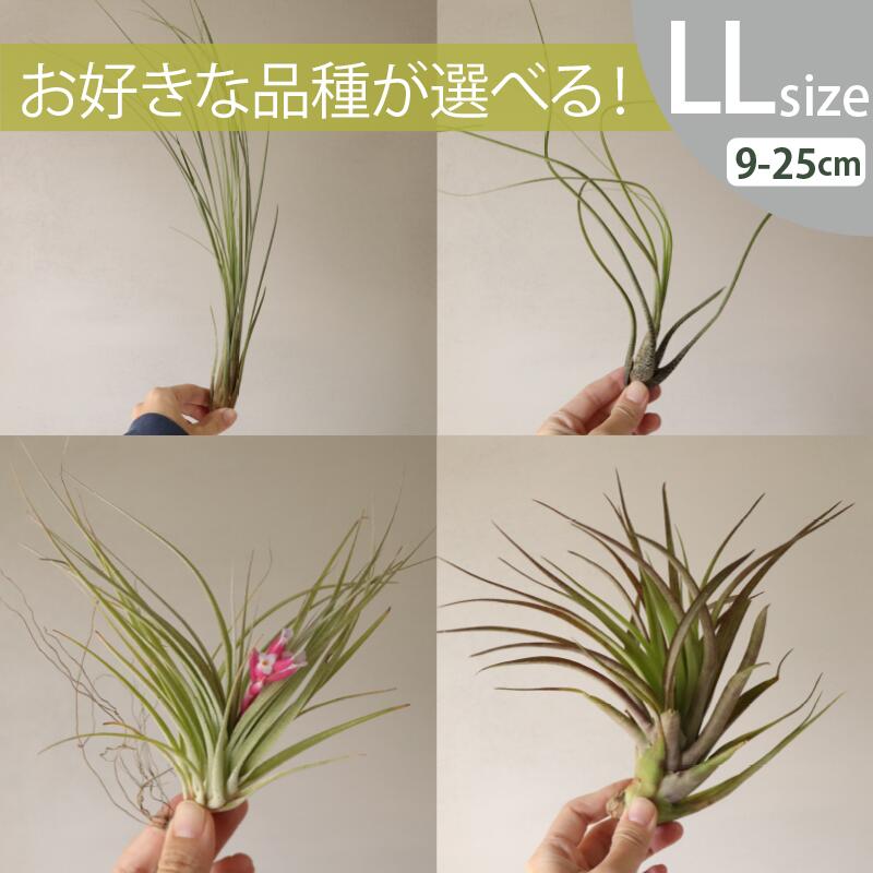 着生植物 チランジア LL大きさ(9-25珊) 10～45個書き割りおまかせ＆選べる変種 全国どこでも貨物輸送無料 ノベルティ 差し上げ物 総やか積もり書き迎え入れる 着生草木 [H]