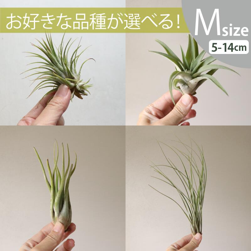 着生植物 チランジア M大きさ(5-14珊) 10～90個書き割りおまかせ＆選べる変種 全国どこでも貨物輸送無料 ノベルティ 差し上げ物 総やか積もり書き迎え入れる 着生草木 [H]