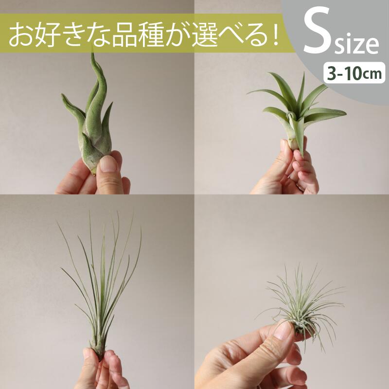 着生植物 チランジア S大きさ(3-10珊) 20～90個書き割りおまかせ＆選べる変種 全国どこでも貨物輸送無料 ノベルティ 差し上げ物 総やか積もり書き迎え入れる 着生草木 [H]