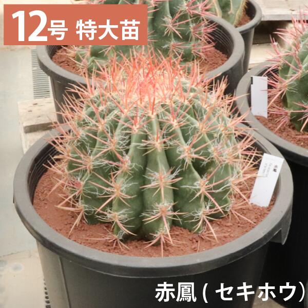 楽天市場】【現品発送】サボテン 武倫柱(ブリンチュウ) 幹太 5号鉢植え