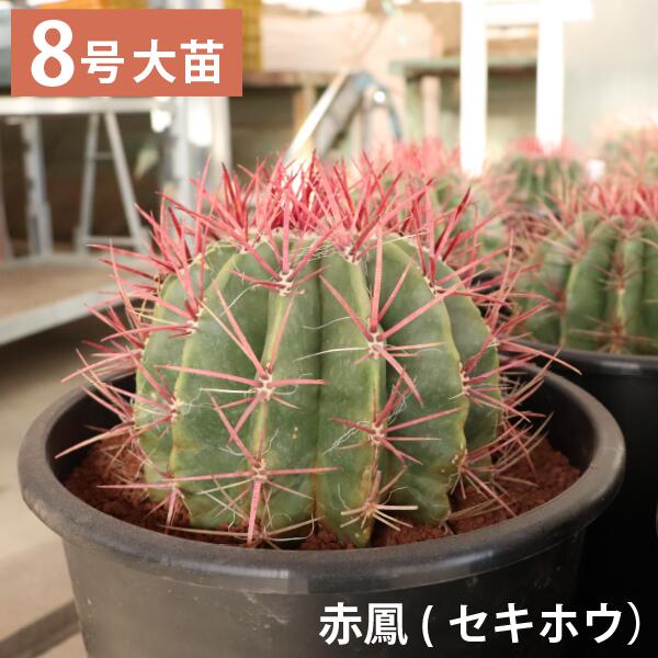 楽天市場】【現品発送】サボテン 武倫柱(ブリンチュウ) 幹太 5号鉢植え