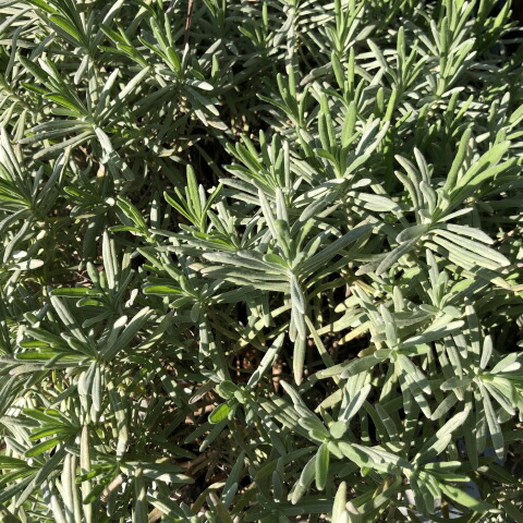 グロッソ ラベンダー 5号 セット 多年草グランドカバー ハーブ 生産者直送 常緑 苗 5個 暑さ寒さに強い 15cmポット