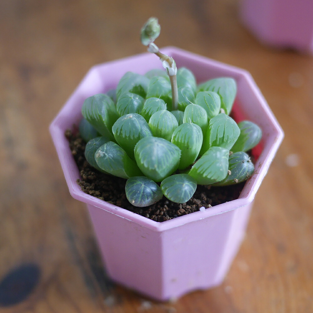 楽天市場 多肉植物 2寸 2号 6cmポット 40個 多肉 セット 苗 ノベルティ ギフト 記念品 景品 粗品 ケース 寄せ植え エケベリア カランコエ ソラニワ