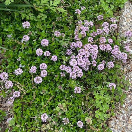 ハーブガーデン セット 買い取り 9 15cmポット苗 9個セットナチュラルガーデン 常緑 多年草 宿根草 イングリッシュガーデン