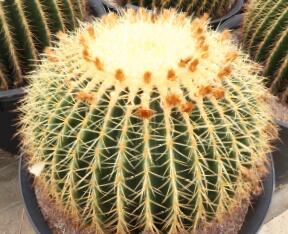 楽天市場】【マラソンクーポン有！】【現品】サボテン 金鯱