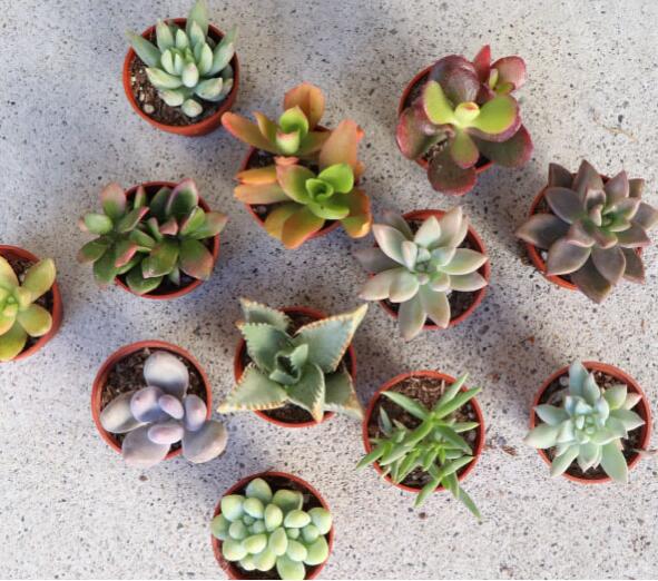 楽天市場】【1号苗】 多肉植物 エケベリア （ブルーアップル） 1号