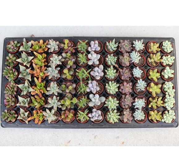 楽天市場】生産者直送！多肉カット苗（15個）とセダム1苗 寄せ植え