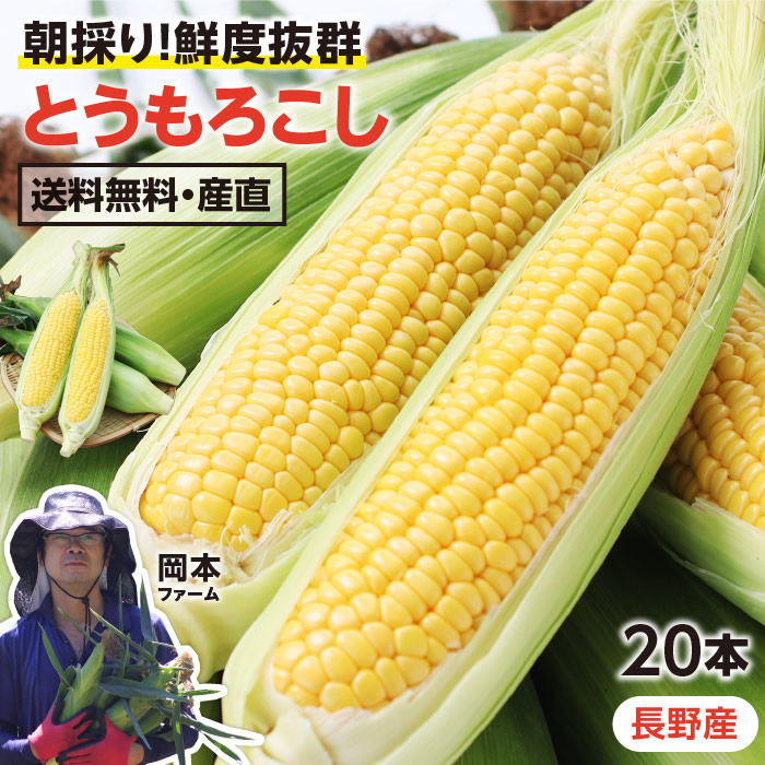 giam！　静岡県遠州森のとうもろこし10本 朝採り 産地直送 imgrc0146242052.jpg