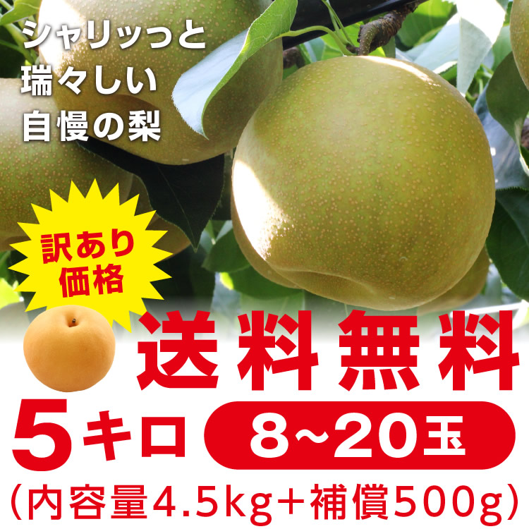 【送料無料】 梨 訳あり 5kg 長野県産 幸水 / 豊水 / 二十世紀 / あきづき / 新高 / 南水 6品種からお好きな梨を選べる！ ご自宅用 お徳用 ご家庭用 | なし 訳あり梨 和梨 ナシ 産地直送 旬の果物 大容量 フルーツ お得 果汁たっぷり 傷あり 変形果 お取り寄せ 信州産