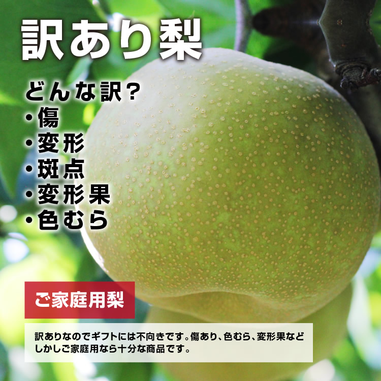 【送料無料】 梨 訳あり 5kg 長野県産 幸水 / 豊水 / 二十世紀 / あきづき / 新高 / 南水 6品種からお好きな梨を選べる！ ご自宅用 お徳用 ご家庭用 | なし 訳あり梨 和梨 ナシ 産地直送 旬の果物 大容量 フルーツ お得 果汁たっぷり 傷あり 変形果 お取り寄せ 信州産