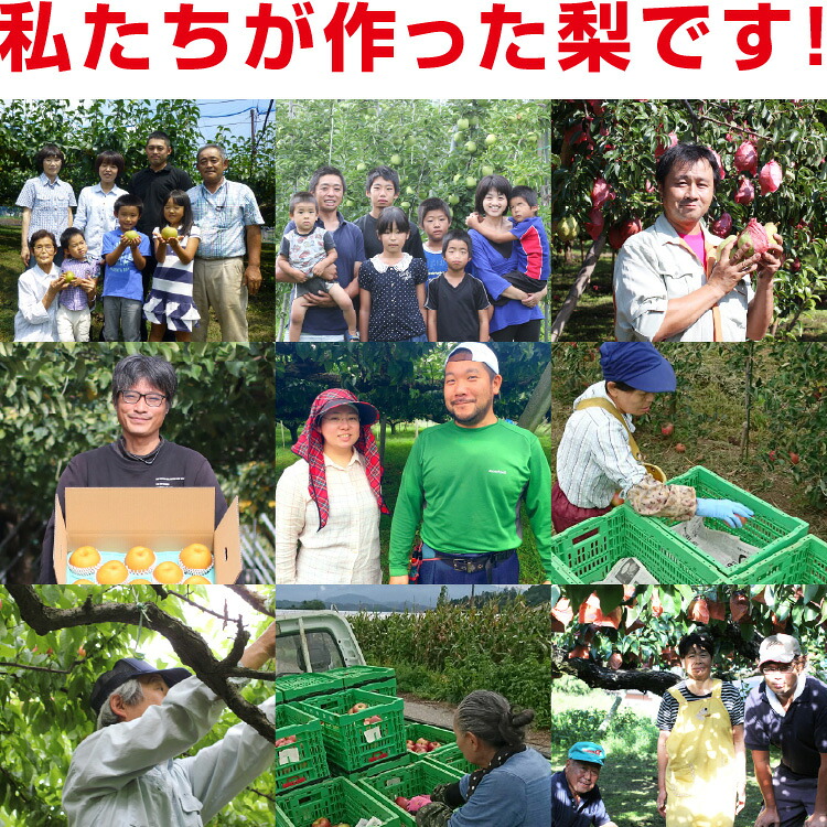 【送料無料】 梨 訳あり 5kg 長野県産 幸水 / 豊水 / 二十世紀 / あきづき / 新高 / 南水 6品種からお好きな梨を選べる！ ご自宅用 お徳用 ご家庭用 | なし 訳あり梨 和梨 ナシ 産地直送 旬の果物 大容量 フルーツ お得 果汁たっぷり 傷あり 変形果 お取り寄せ 信州産