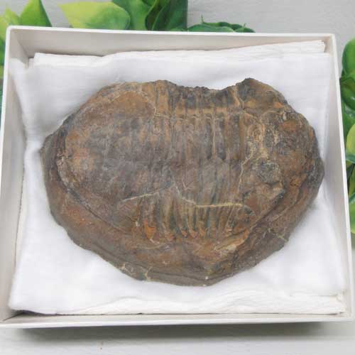 大きな三葉虫の化石　置物 奇石博物館 収蔵品 三葉虫