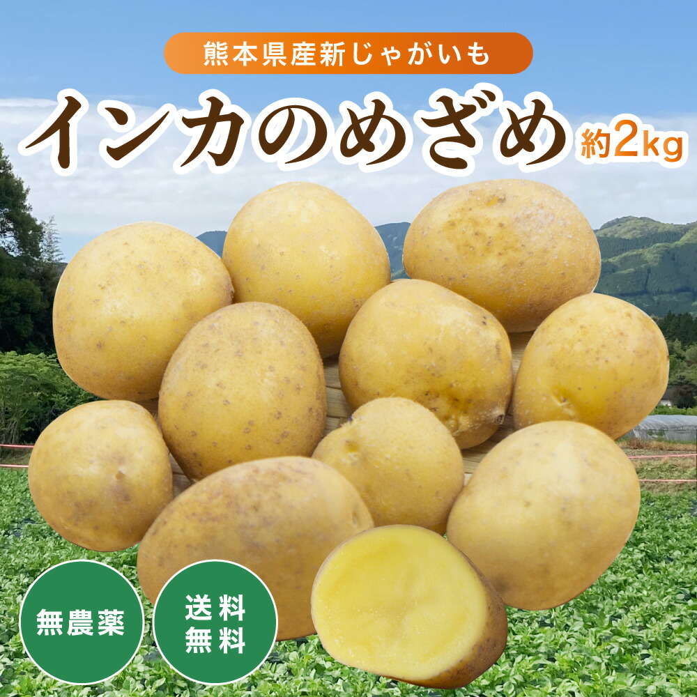 楽天市場 好評につき完売 2kg 5kg 送料無料 熊本県産 じゃがいも インカのめざめ 2kg 新じゃが 無農薬 採れたて 産地直送 自社の畑で栽培 ジャガイモ じゃが芋 野菜 取り寄せ グルメ 食品 期間限定 ぶんぶんフード