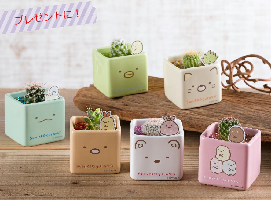 楽天市場 すみっコぐらしサボテン プレゼント ギフト メッセージカード ラッピング すみっコぐらし 送料無料 すみっこ すみっコ 誕生日 観葉植物 サボテン とかげ ねこ ぺんぎん しろくま たぴおか とんかつ サウンドスパイス 楽天市場店