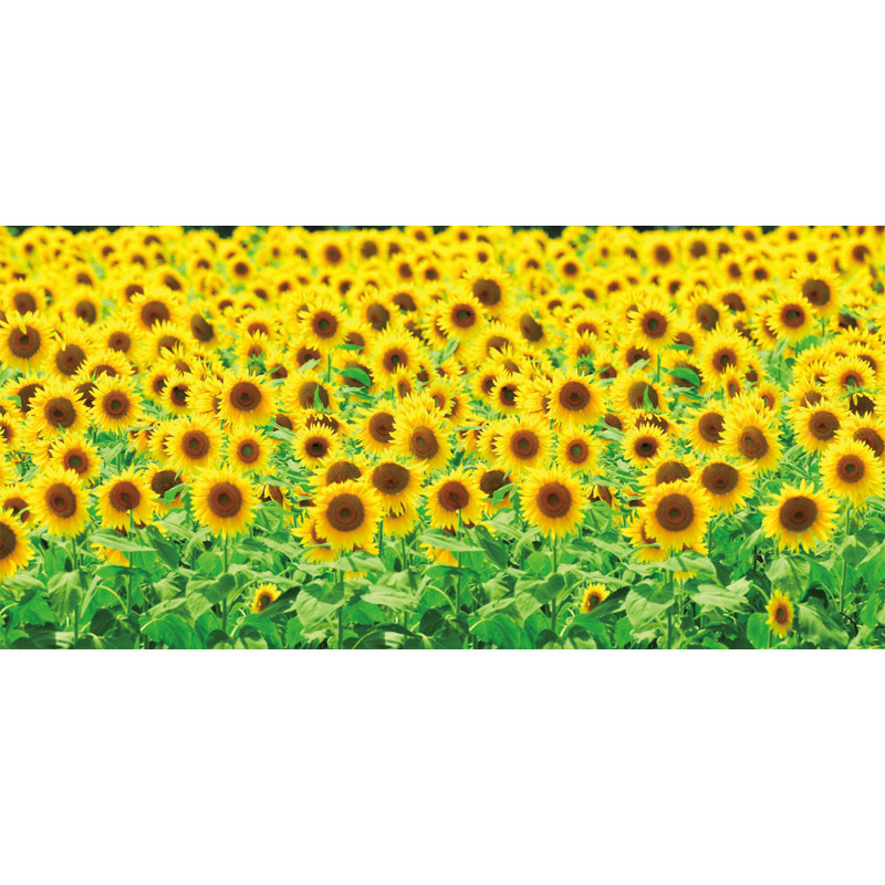 楽天市場】【中古】1/60 フリーダムガンダム (機動戦士ガンダムSEED