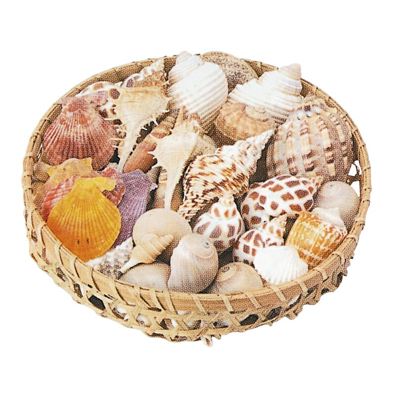 楽天市場】巻貝 貝殻 青緑 白 ブルーグリーン系 ホワイト系 海 マリン