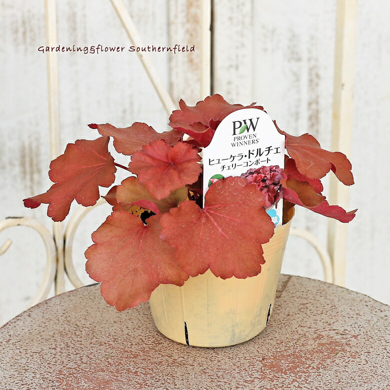 花苗 ヒューケラ 日陰 カラーリーフ 3 5号ポット 耐寒性 多年草 ドルチェ
