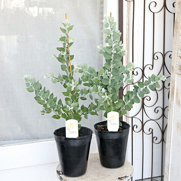 楽天市場】パールアカシア 苗 5号鉢 アカシア 苗木 シンボルツリー