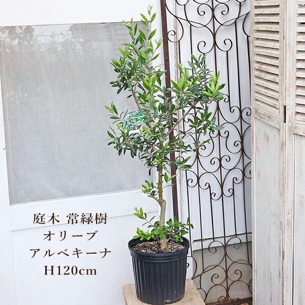 オリーブの木　アーベキーナ　7号　約140cm　NO.295　一点物　人気品種 オリーブの木 アーベキーナ 7号 約140cm NO.295 一点物 人気品種
