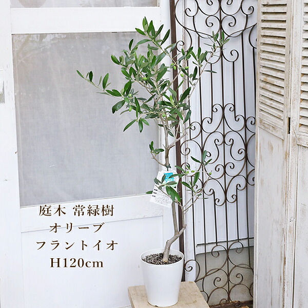 楽天市場】現品販売 常緑苗木 実付き オリーブ ペンドリノ 7号 高さ