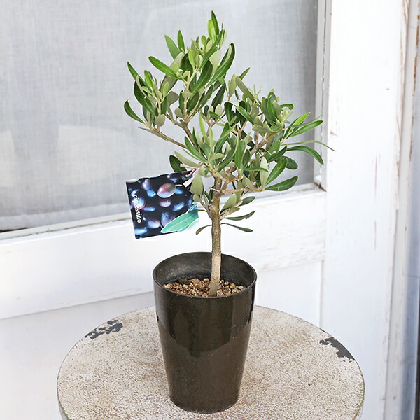 楽天市場】観葉植物 おりーぶ SOUJU（創樹）ブランド：オリーブの木*3