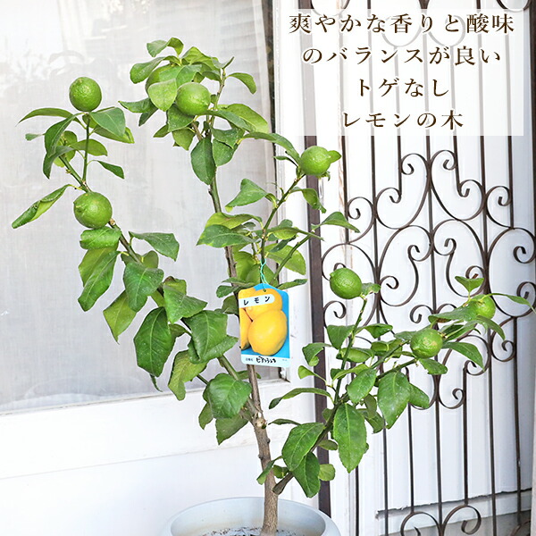 楽天市場】レモン苗 ビアフランカ 実付き 6号鉢 送料無料 レモン