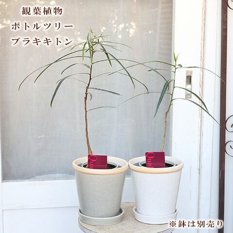 楽天市場】現品販売 観葉植物 ボトルツリー ルペストリス ブラキキトン 6号 高さ90〜110cm : サザンフィールド gardeningshop