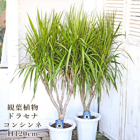現品　ドラセナ　コンシンネ　ホワイボリー　4番　観葉植物　特大　インテリア　室内 現品］ドラセナ コンシンネ ホワイボリー 観葉植物 大型 室内