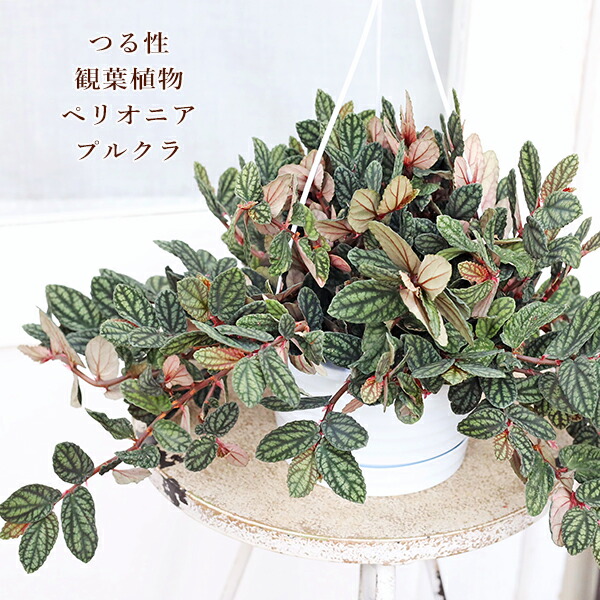 フィロデンドロン コブラ 吊り鉢 3 Amazon｜おしゃれ 観葉植物：フィロデンドロン コブラ*5号吊り鉢