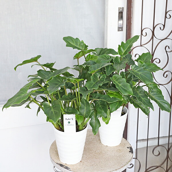 楽天市場】おしゃれ 観葉植物 クッカバラ：フィロデンドロン