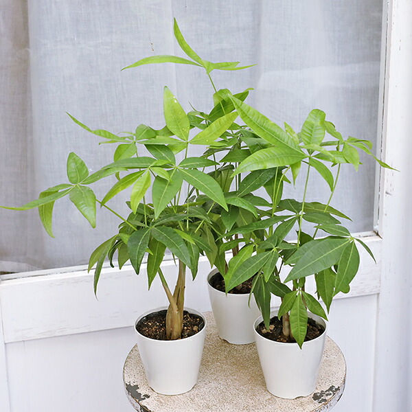 楽天市場】観葉植物：サンゴアブラギリ 黄花*珊瑚油桐 5号 黄色 : 遊恵