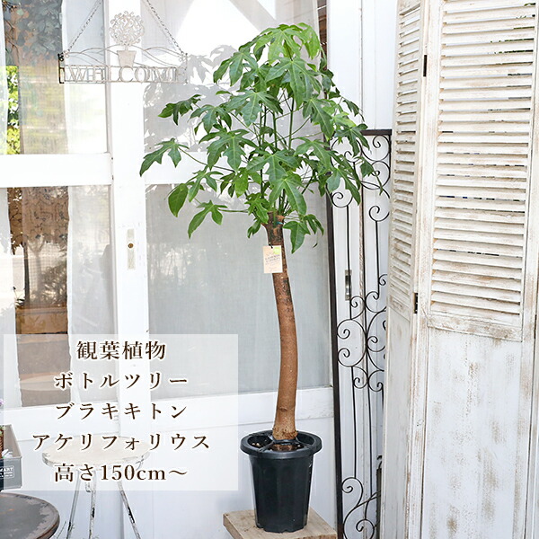 メルメル　ボトルツリー　ブラキキトン　210センチ　８号鉢　観葉植物 ボトルツリー (ブラキキトン・ルペストリス) 【観葉植物 Lサイズ