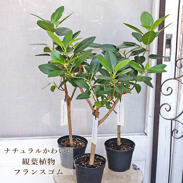 楽天市場】フランスゴムの木 フィカス ルビギノーサ 斑入り 3号