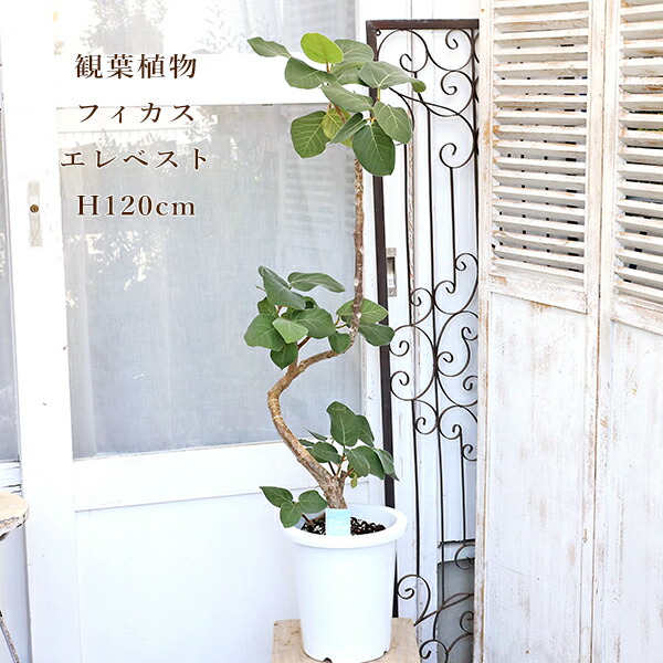 楽天市場】観葉植物：フィカス エベレスト*フィカス エベレスト*6号