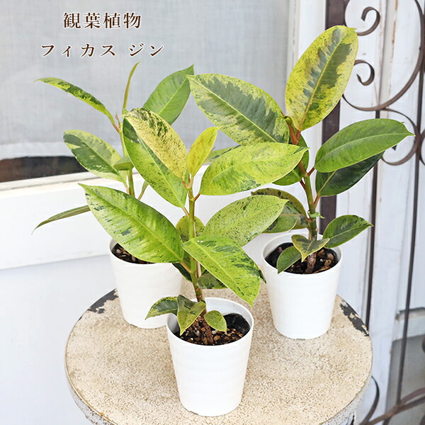 楽天市場】PLANCHU 観葉植物 フィカス ジン 4号樹脂鉢 ホワイト