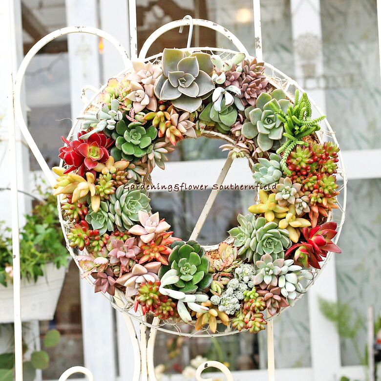 多肉植物　寄せ植え　リース　k 多肉植物 寄せ植え succulent wreath L(多肉リースL)【多肉植物