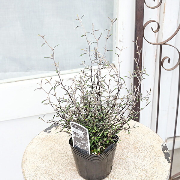 楽天市場】コロキア コトネアスター 6号サイズ 50cm 販売 通販 種類