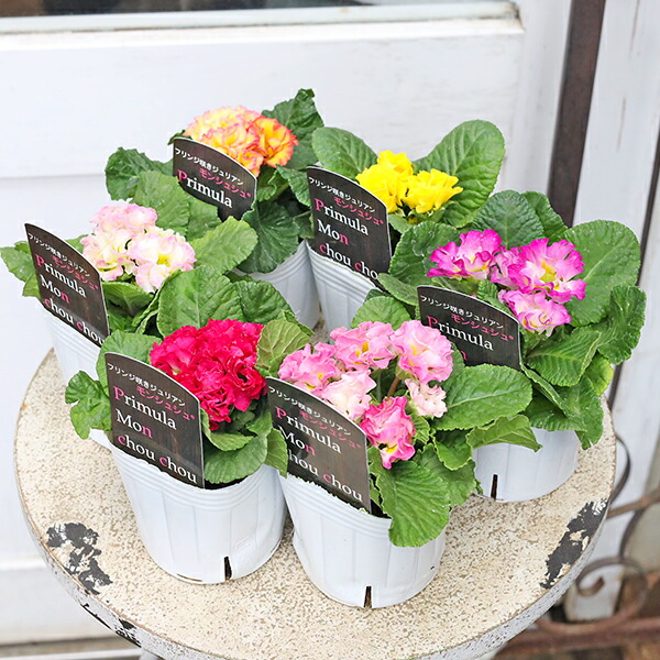 楽天市場】【マラソン期間限定☆全商品エントリーで、＋P10倍