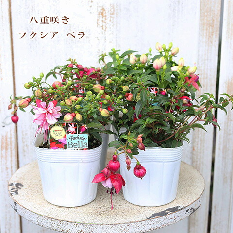 楽天市場】【花色で選ぶ】ブーゲンビリア ベラシリーズ 3号苗