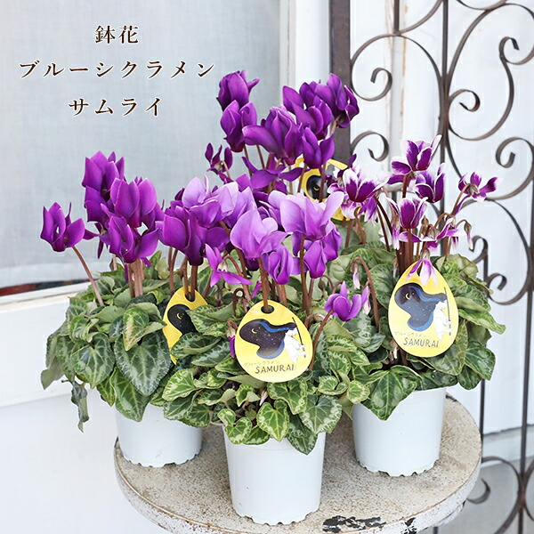 楽天市場】クロサンドラ スーパーキャンドル オレンジ 4号 鉢植え 草花