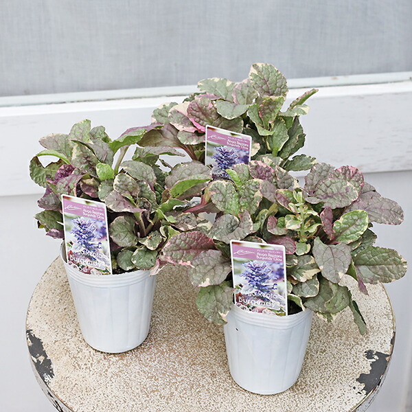 楽天市場】アジュガ 苗 ピンク花 3.5号 日陰向き 十二単 宿根草 山野草