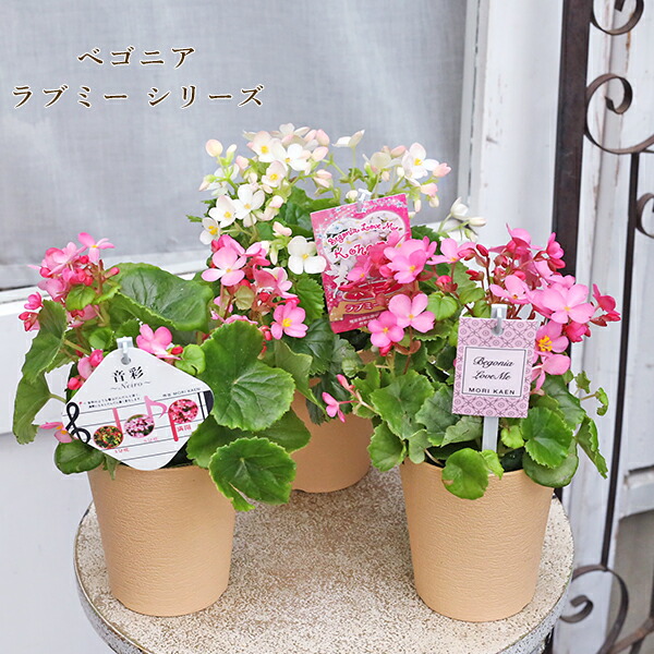 ◆　根付き苗　◆希少品種◆タグ付き　ペチュニア◆　真輝　～まさき～ ◇ 根付き苗 ◇希少品種◇タグ付き ペチュニア◇ 真輝 ～まさき